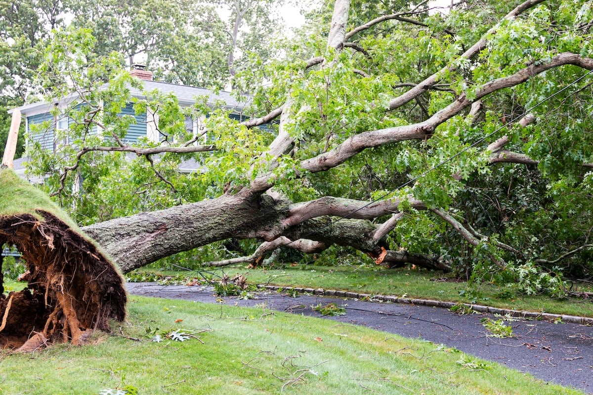 A neighbors tree gets blown down by Tropical Storm Isaias falling on to a house and over the driveway also taken doen the power lines.